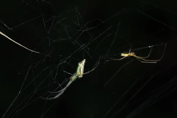 Maing Paar Verzierte Kugelwebspinnen Lecauge Decorata Tetragnathadae Einem Netz — Stockfoto