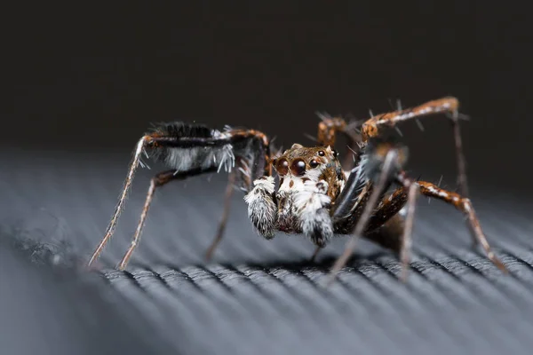 Foto Einer Springenden Spinne Portia Fimbriata Die Nach Links Auf — Stockfoto