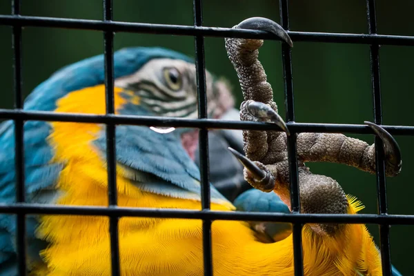 Foto Papagaio Preso Uma Gaiola Pendurado Segurando Com Sua Garra — Fotografia de Stock