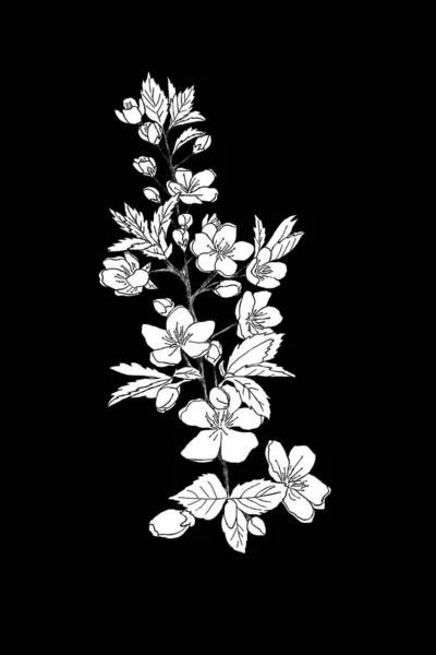 Collezione botanica floreale Sketch. Fiori di ciliegio Sakura disegni di fiori. Bianco e nero con line art su sfondo nero. Illustrazioni botaniche disegnate a mano . — Foto Stock