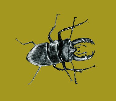 Böcek geyiği. Boynuzlu Böcek. - Büyük. Böcek. Çizgi çalışması. Elle çizim. Grafik sanatları. Lucanus cervus. Süslü. Basit bir kalemle çizilmiş, taslak. Arthropoda Böcek Coleoptera Lucanidae