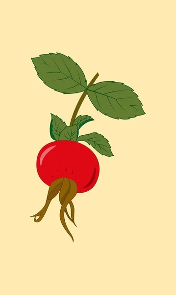 Красный Круглый Шиповник Ветке Листьями Лекарственное Растение Осень Время Сбора — стоковый вектор