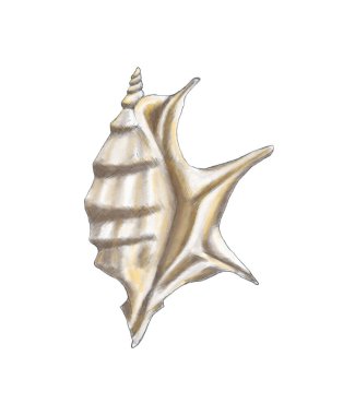 Taç şeklinde deniz kabuğu, elle çizilmiş, renkli çizim. Kartpostal, davetiye, kitap çalmak için tasarım. Beyaz bir arkaplanda izole edilmiş