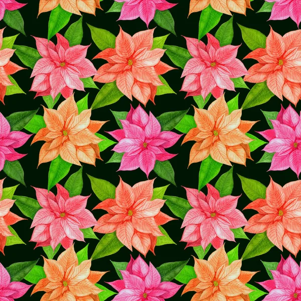 Christmas Poinsettia Pink Flower Christmas Pattern Watercolor Pink Poinsettia Black — Stock Photo, Image