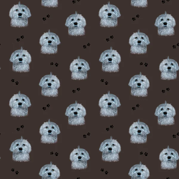 Patrón sin costuras con raza de perro Bichon sobre un fondo marrón. lap-dog Lindo retrato de un perro esponjoso. — Foto de Stock