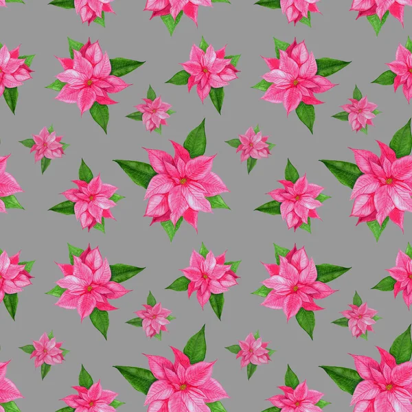 Christmas poinsettia pink flower.Christmas pattern with watercolor pink poinsettia on a gray background. Design for wrappers, packages, scrapbooking, fabric print, bag. — Stock Photo, Image