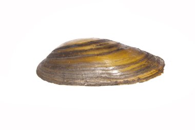 Beyaz arkaplanda deniz kabuğu izole