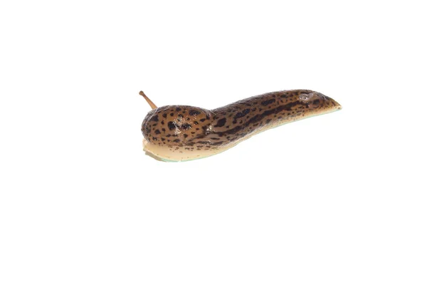 배경에 고립된 달팽이 — 스톡 사진