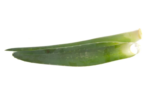 Aloe Blume Isoliert Auf Weißem Hintergrund — Stockfoto