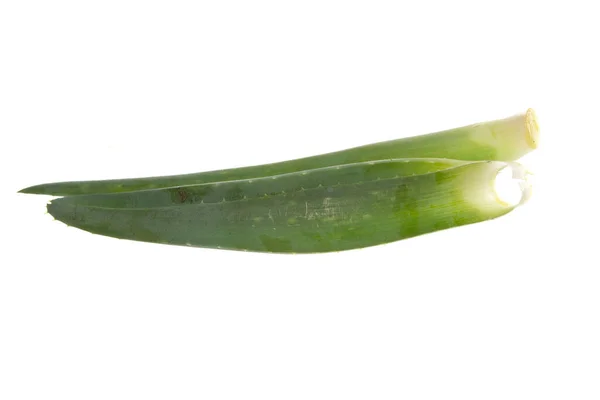 Aloe Flower Isolated White Background — Stock Photo, Image