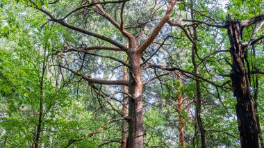 Ormandaki fidan ağaçları, bazı yanmış ağaçlar var..
