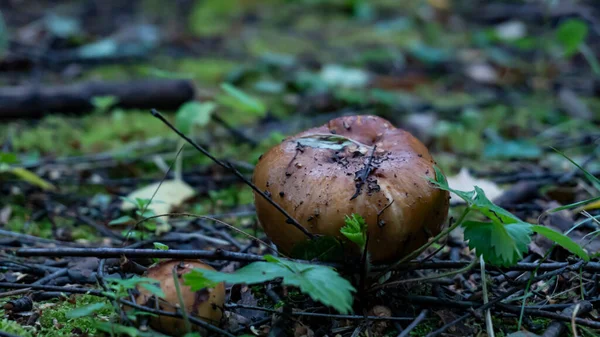 Paddenstoelen Groeien Het Herfstbos Tussen Groen Gras Een Natuurlijk Vegetarisch — Stockfoto