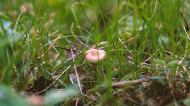 Mantarlar sonbahar ormanlarında yeşil çimenlerin arasında yetişir. Ormanda yetişen doğal bir vejetaryen besin maddesi..