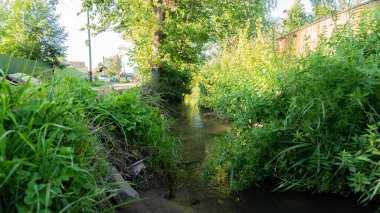 Kırsal alanda toprak bir yol boyunca, yeşil bitki örtüsünün kenarlarında, güneşli bir yaz günü.