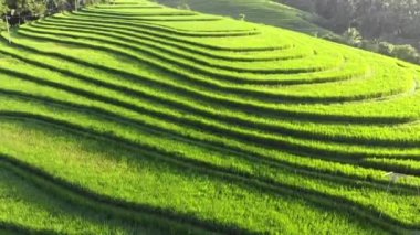 Pirinç tarlasının güneş doğuşundaki hava aracı görüntüsü. İnanılmaz pirinç tarlası manzarası, Bali, Endonezya