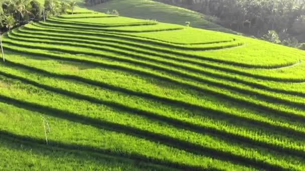 Pemandangan Drone Udara Dari Teras Rice Saat Matahari Terbit Pemandangan — Stok Video
