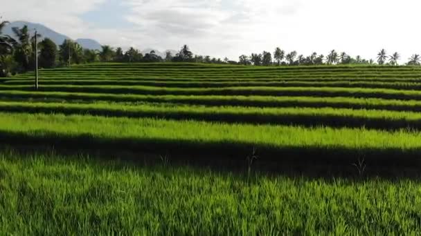 日出时空中无人驾驶飞机俯瞰稻田 印度尼西亚巴厘令人叹为观止的稻田景观 — 图库视频影像