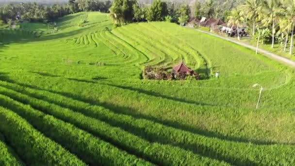 Vista Aérea Del Dron Terraza Arroz Amanecer Impresionante Vista Del — Vídeo de stock