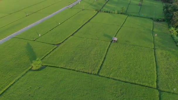 Αεροπλάνο Άποψη Του Rice Βεράντα Κατά Την Ανατολή Του Ηλίου — Αρχείο Βίντεο