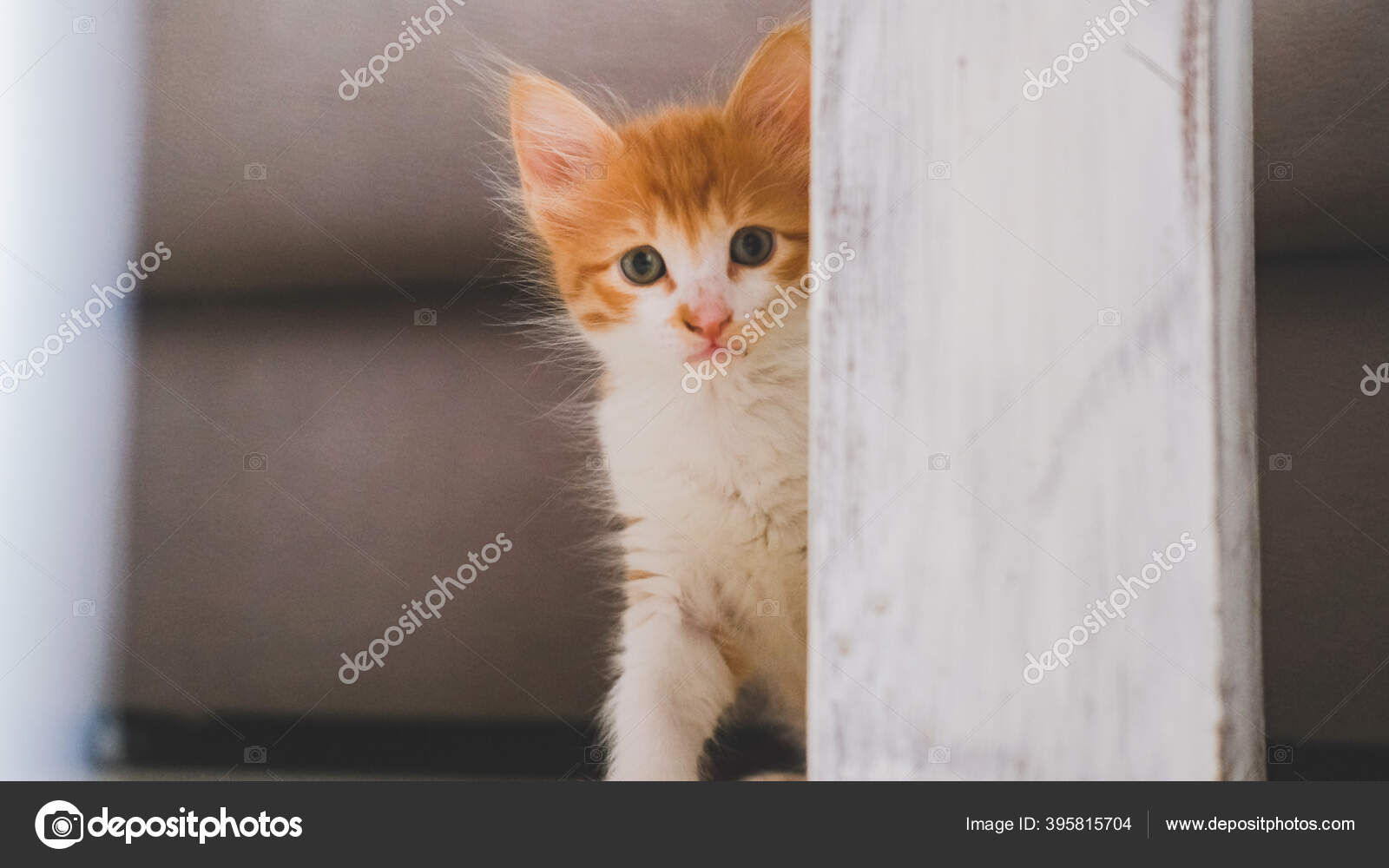 Petit Chat Blanc Orange Cache Maison Image Libre De Droit Par Workphoto C Petit Chat Blanc Orange Cache Maison Image Libre De Droit Par Workphoto C