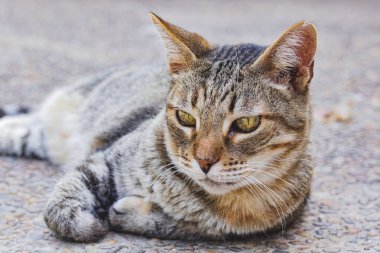 Yerde yatan yeşil gözlü gri bir kedi.