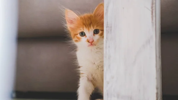Pequeno Gato Branco Laranja Escondido Casa — Fotografia de Stock