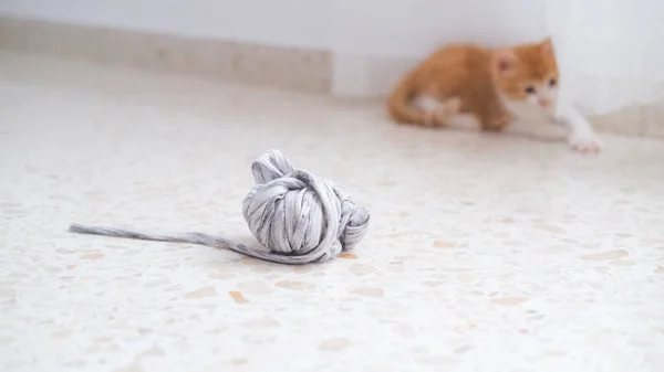 Küçük beyaz ve turuncu bir kedi yün yumağı izliyor.