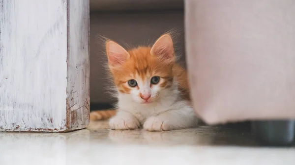 Küçük beyaz, turuncu bir kedi evde saklanıyor.