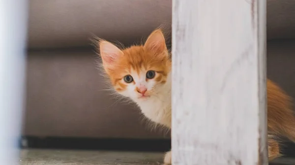 Pequeno Gato Branco Laranja Escondido Casa — Fotografia de Stock