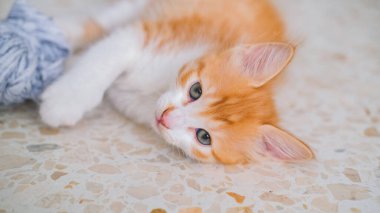 Küçük beyaz ve turuncu bir kedi yerde uzanmış kameraya bakıyordu.