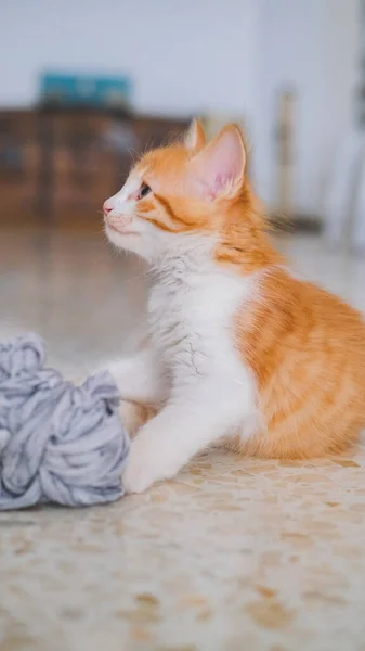 Yün yumağı olan küçük beyaz ve turuncu bir kedi.