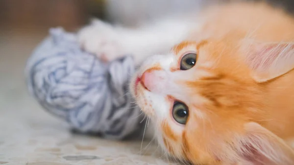 Eine Kleine Weiße Und Orangefarbene Katze Mit Einem Wollknäuel — Stockfoto
