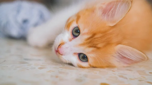 Küçük beyaz ve turuncu bir kedi yerde uzanmış kameraya bakıyordu.