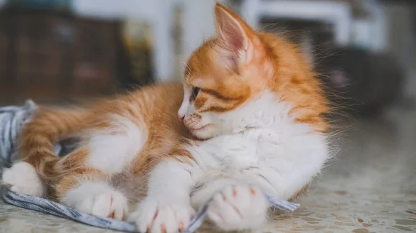 Küçük beyaz ve turuncu bir kedi yün yumağıyla oynuyor.