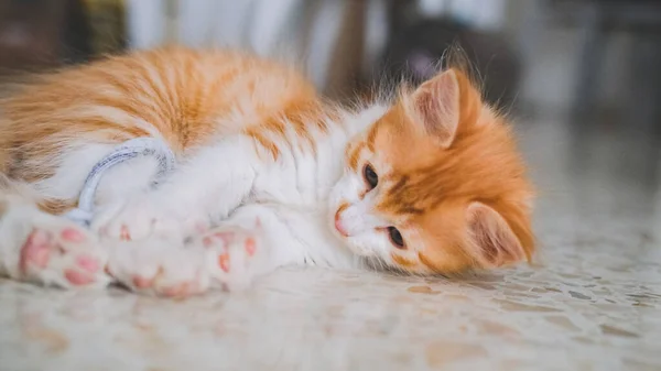床には白とオレンジの小さな猫が横たわっていた — ストック写真