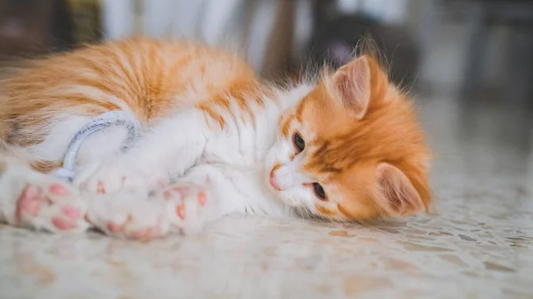 Yerde yatan küçük beyaz ve turuncu bir kedi