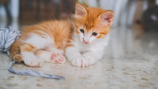 Yerde yatan küçük beyaz ve turuncu bir kedi