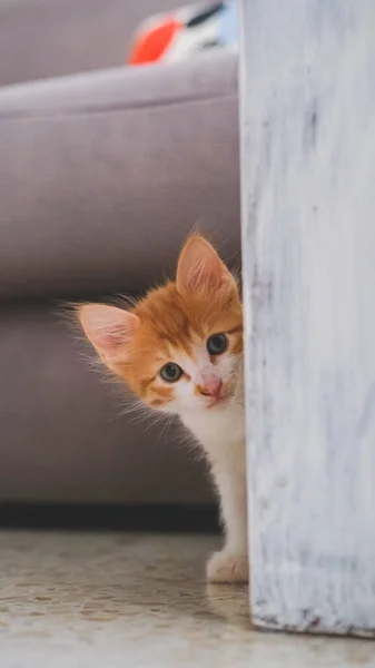 Petit Chat Blanc Orange Caché Maison — Photo