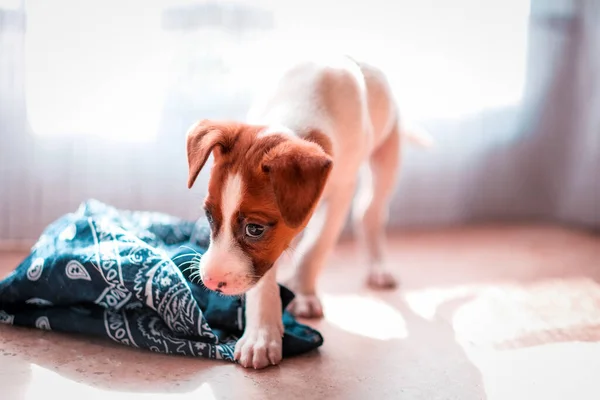 Evinde oyuncak arayan bir köpek yavrusu..