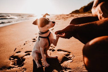 Kumsalda bir köpek sadık arkadaşıyla el sıkışıyor..