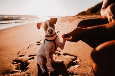 Kumsalda bir köpek sadık arkadaşıyla el sıkışıyor..