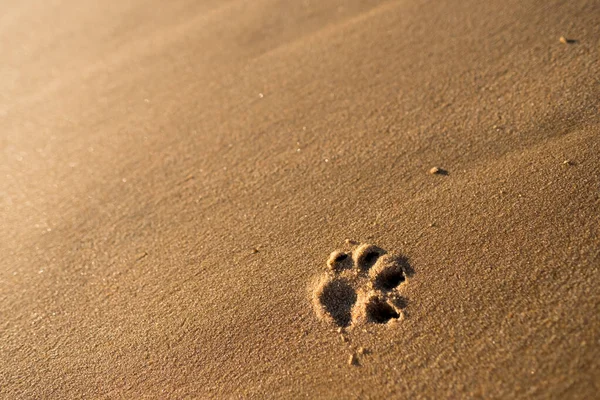 A dog\'s footprint on the beach at sunset