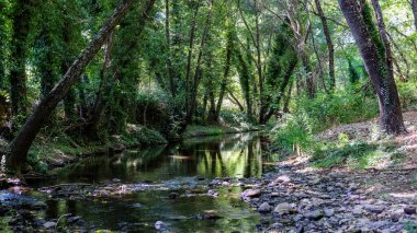 Ormanın ortasındaki bir gölün manzarası.