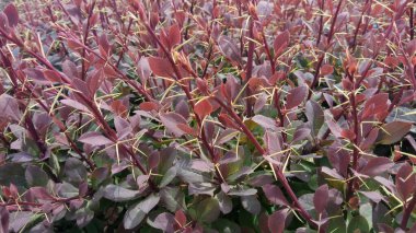 Süslü bir çalılığın genç filizleri