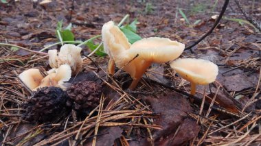 İşten dinlenme, ormanda mantar toplama.