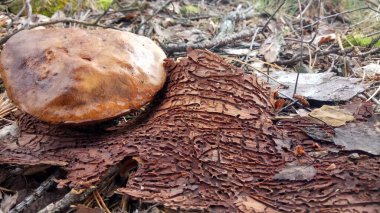 İşten dinlenme, ormanda mantar toplama.