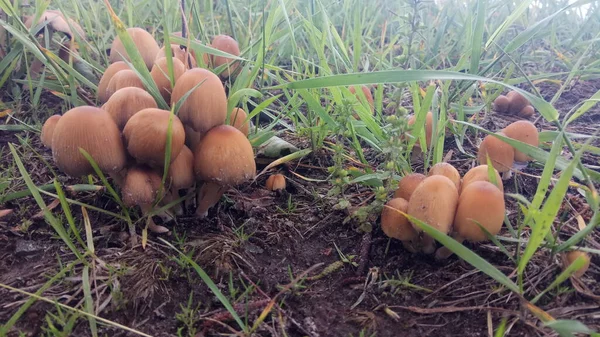 Rest from work - picking mushrooms in the forest