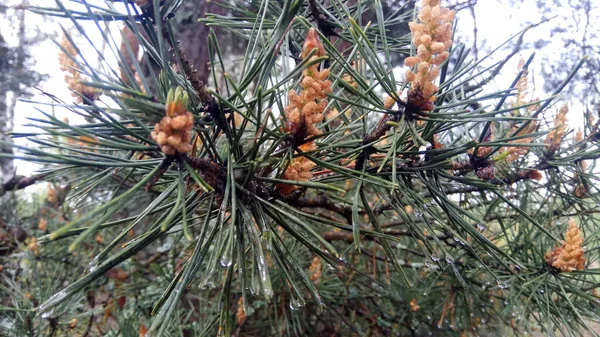 Genç ladin dalları yakın planda.