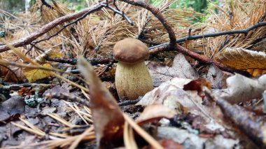 İşten dinlenme, ormanda mantar toplama.