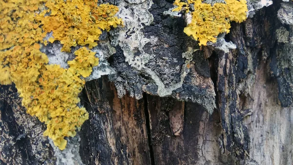 Yosun kaplı eski bir ağacın kabuğu, yaklaş.
